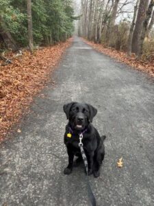 Black Labrador Retriever