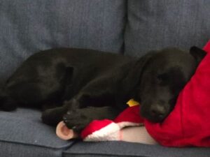Black Labrador Retriever