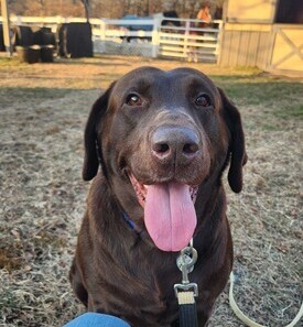 Chocolate Labrador Retriever