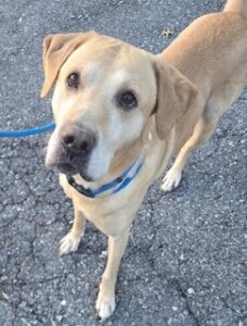 Yellow Labrador Retriever