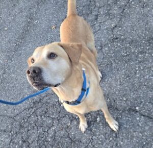 Yellow Labrador Retriever