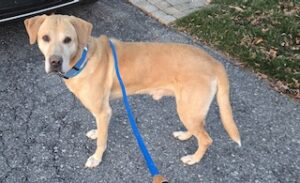 Yellow Labrador Retriever