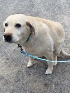 Yellow Labrador Retriever