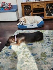 Yellow Labrador Retriever