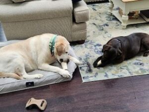 Yellow Labrador Retriever