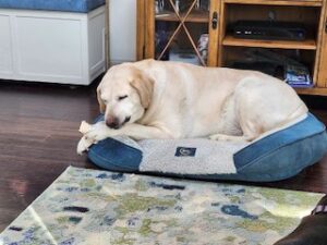 Yellow Labrador Retriever