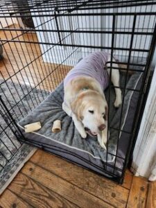Yellow Labrador Retriever