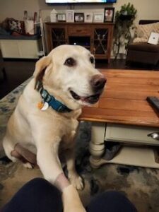 Yellow Labrador Retriever