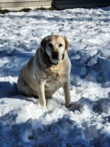 Yellow Labrador Retriever