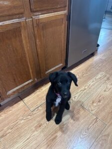 black puppy