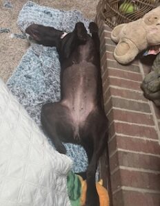 Chocolate Labrador 