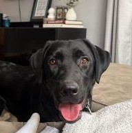black labrador retriever