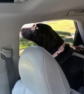 Chocolate Labrador 