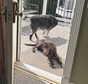 Chocolate Labrador Retriever