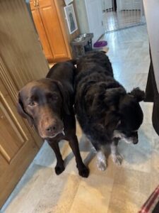 Chocolate Labrador 
