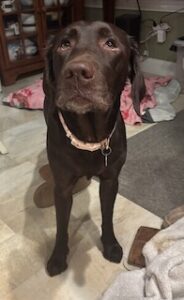 Chocolate Labrador Retriever