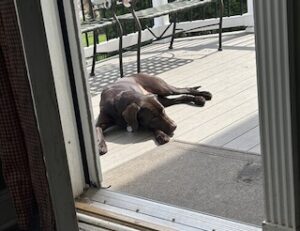 Chocolate Labrador Retriever