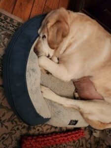 Yellow Labrador Retriever