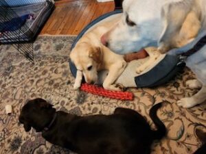Yellow Labrador Retriever