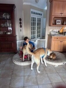 Yellow Labrador Retriever Mix