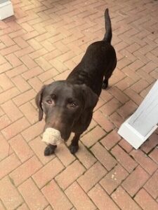 Chocolate Labrador Retriever