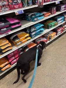 Chocolate Labrador Retriever