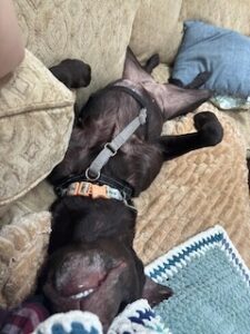 Chocolate Labrador Retriever
