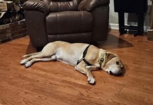Yellow Labrador Retriever
