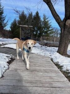 Yellow Labrador Retriever Mix