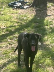 Labrador/GS mix