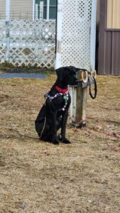 lab mix
