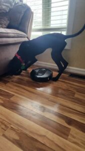 lab mix