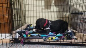 Black Lab mix