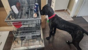lab mix