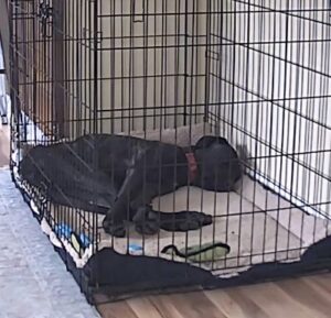 lab mix