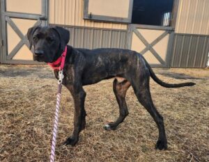 lab mix