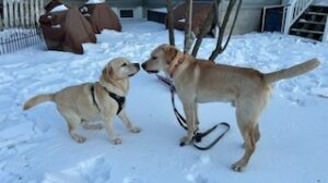 Yellow Labrador Retriever