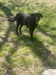 Labrador/GS mix