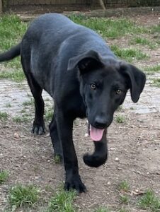 Labrador/GS Mix