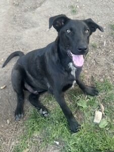 Labrador/GS mix