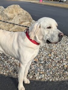 Yellow Labrador Retriever Mix