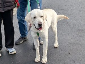 Yellow Labrador Retriever Mix