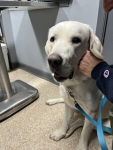 Yellow Labrador Retriever Mix