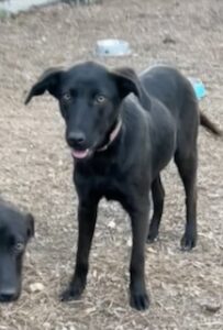 Labrador/German Shepherd Mix