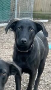 Labrador/German Shepherd Mix