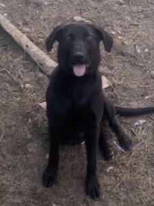 Labrador/German Shepherd Mix