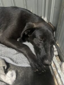 Labrador/GS mix
