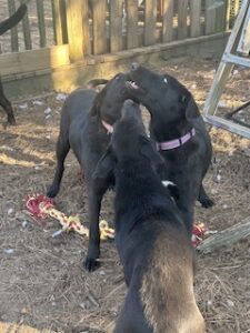 Labrador/German Shepherd Mix