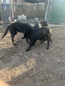 Labrador/German Shepherd Mix