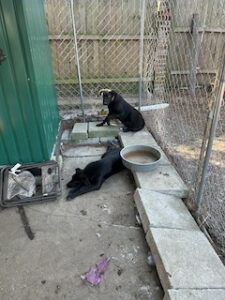 Labrador/German Shepherd Mix